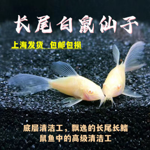 长尾白鼠仙子热带观赏工具鱼高鳍白老鼠吃残渣粪便清洁除藻活体鱼