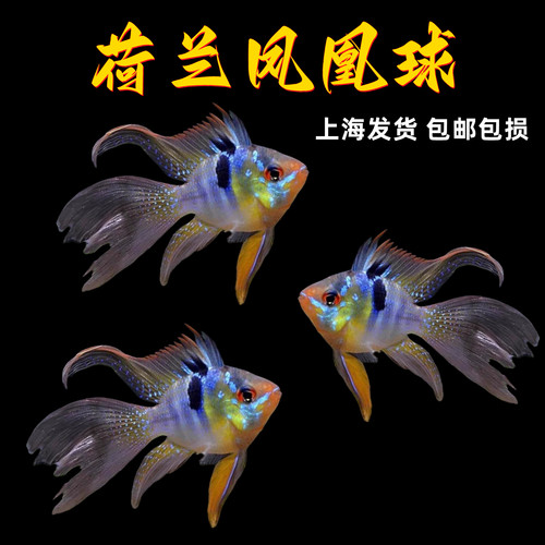 荷兰凤凰球金波子阿凡达德系凤凰