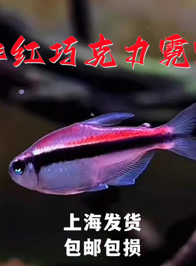 绯红巧克力霓虹灯鱼热带鱼淡水鱼