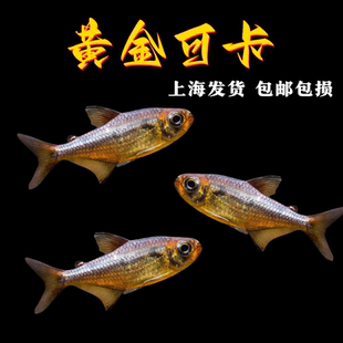 黄金可卡灯鱼F1南美灯科鱼黄金白金可卡小型热带鱼珍稀观赏鱼淡水