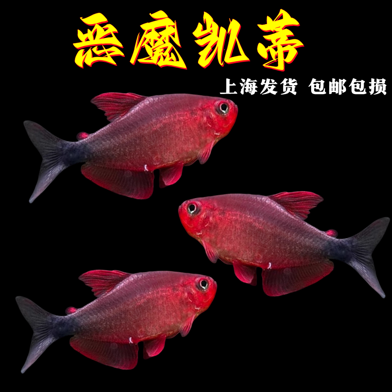 恶魔凯蒂灯鱼宝狮灯鱼热带淡水鱼