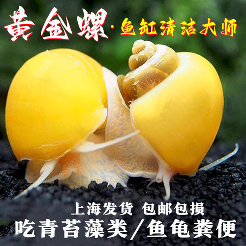 观赏螺冷水除藻黄金螺吃鱼龟粪便