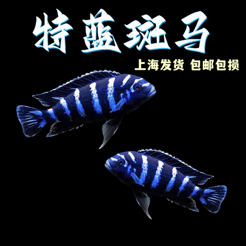 特蓝斑马鱼热带淡水鱼三湖慈鲷鱼