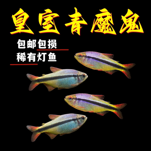 皇室青魔鬼鱼高端稀有小型热带鱼