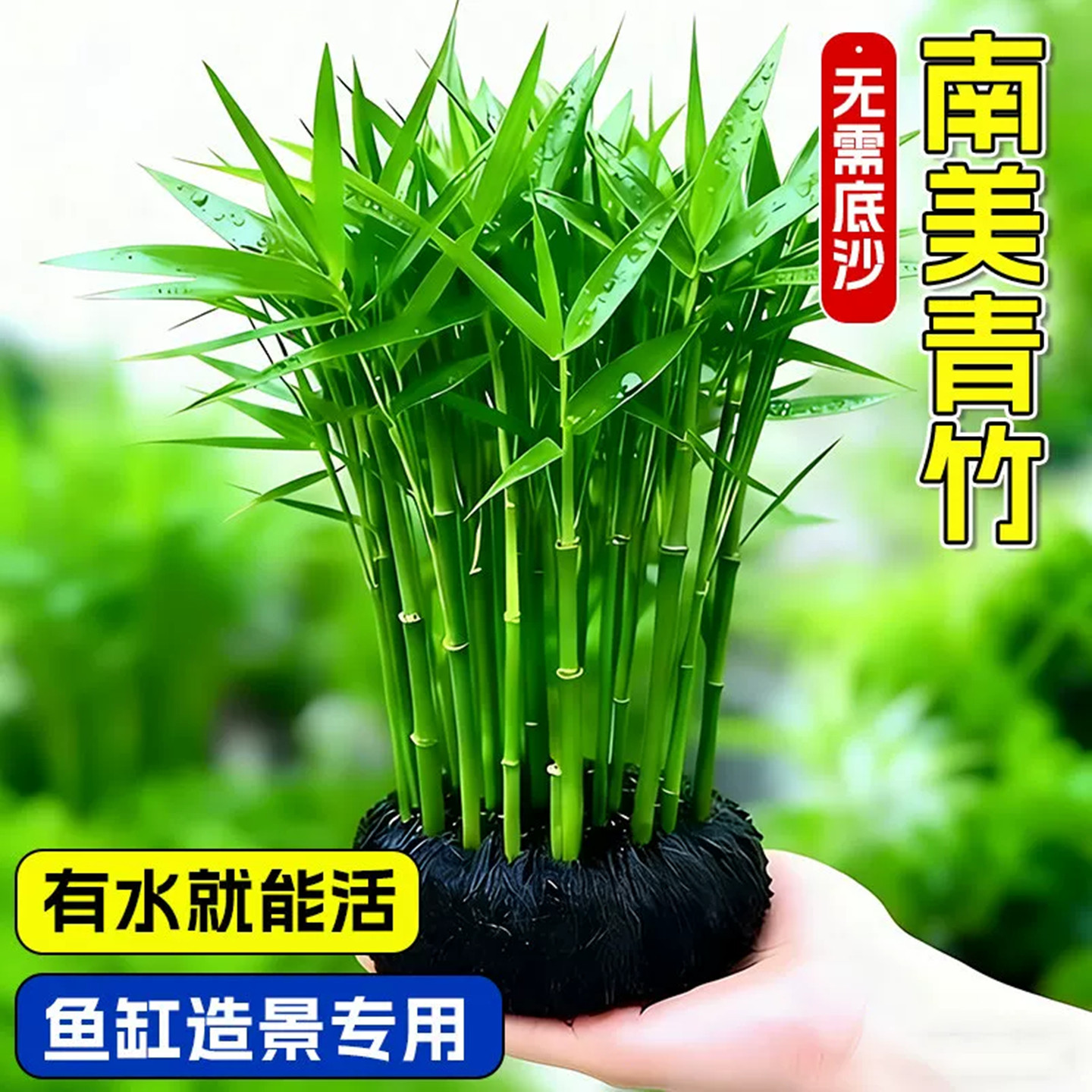 南美青竹坨水草鱼缸植物净化水质图片