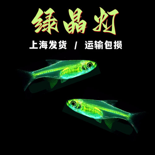 热带鱼淡水鱼绿晶灯淡水鱼群游鱼
