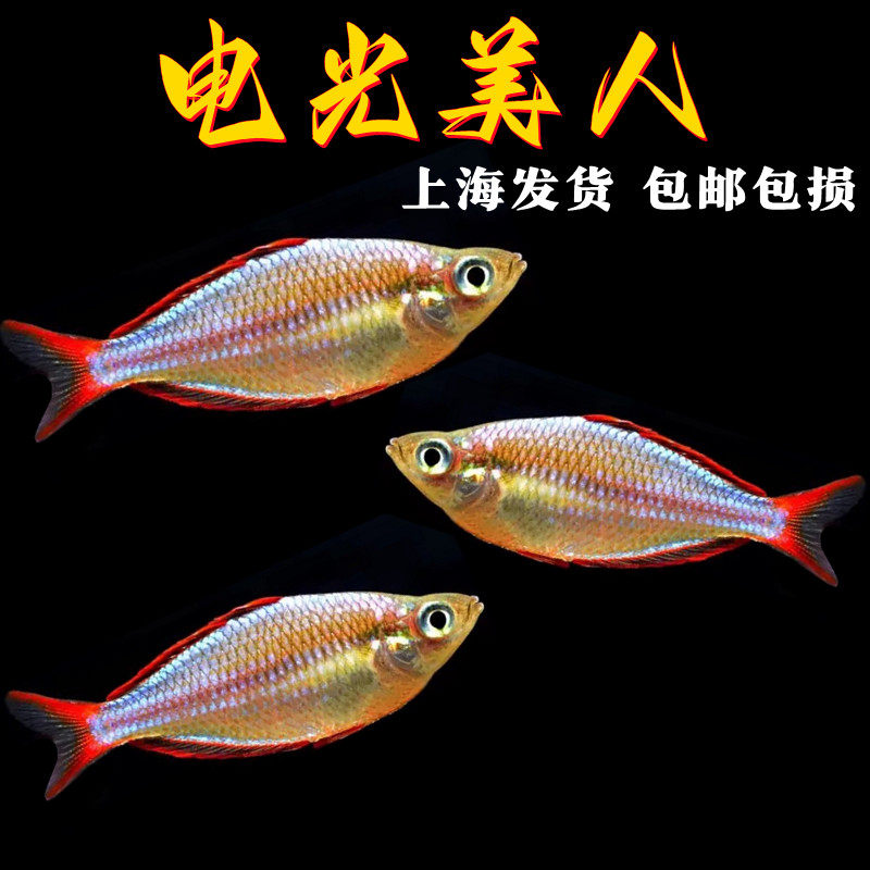 电光美人鱼新手鱼缸入门热带观赏鱼淡水活体观赏易养活体草缸群游