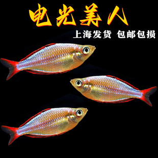 电光美人鱼新手鱼缸入门热带观赏鱼淡水活体观赏易养活体草缸群游