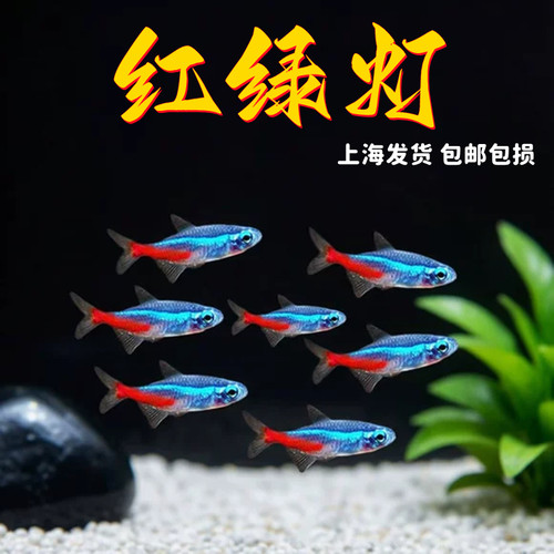 红绿灯鱼热带观赏鱼宝莲灯鱼淡水