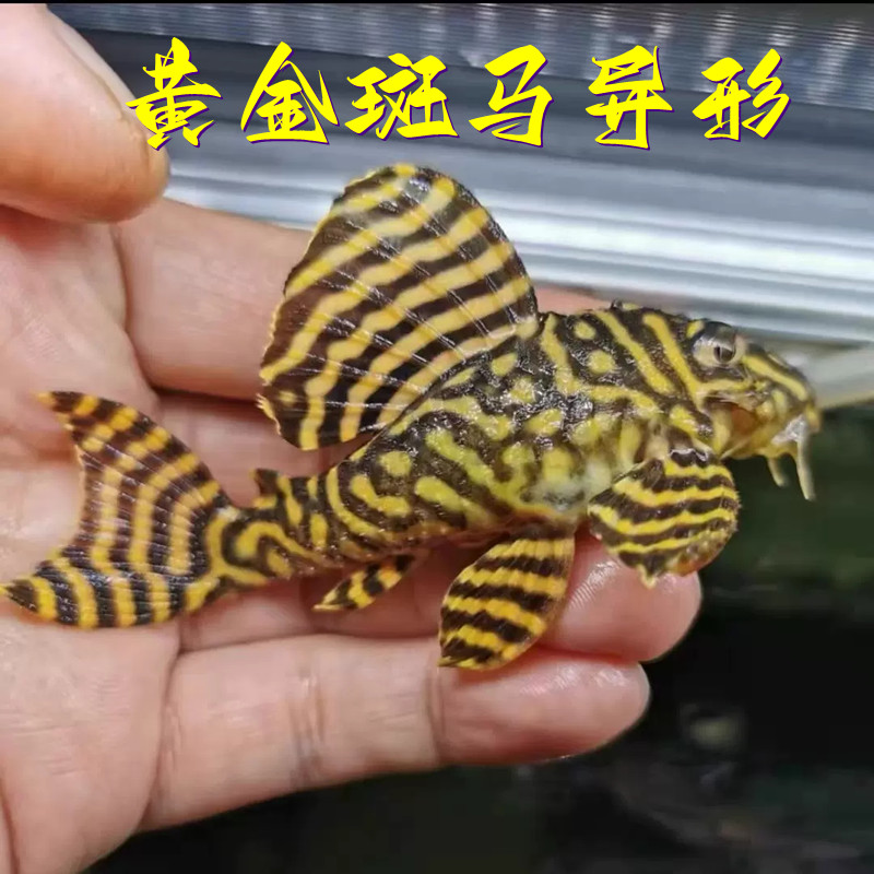 L134黄金斑马异型南美热带鱼活体