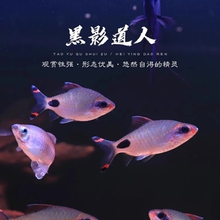 黑影道人鱼热带鱼观赏鱼黑斑鲫一眉道人水草缸群游鱼草缸群游活体