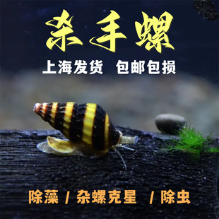 杀手螺大黄蜂螺观赏螺宠物螺除藻螺工具螺活体水族除杂螺除蜗 包邮