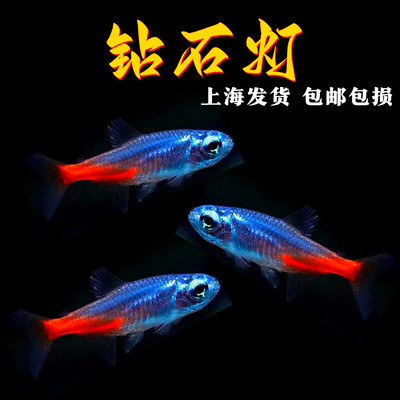 钻石灯小型热带鱼淡水鱼红绿灯鱼
