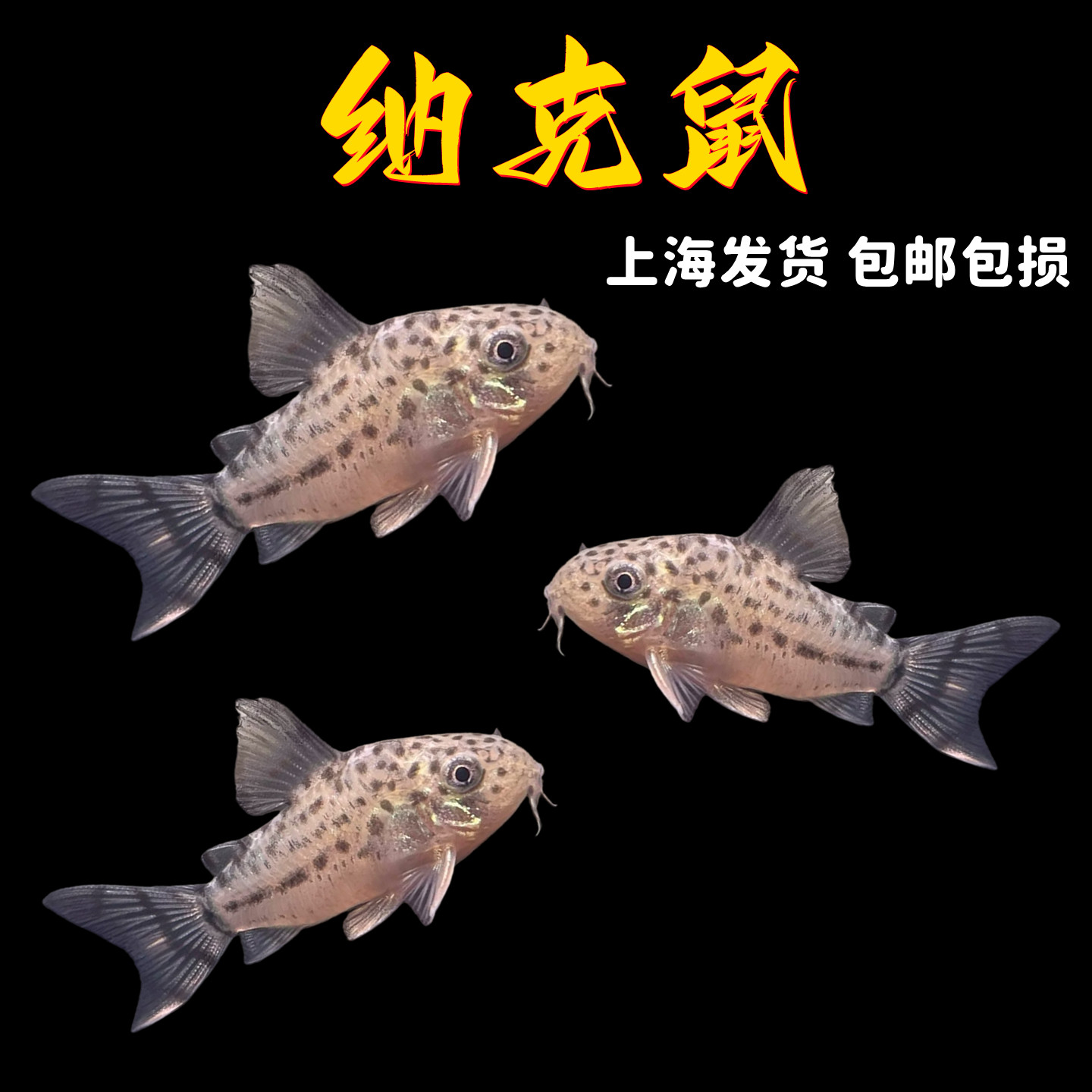 纳克鼠鱼F1南美进口原生鼠鱼活体