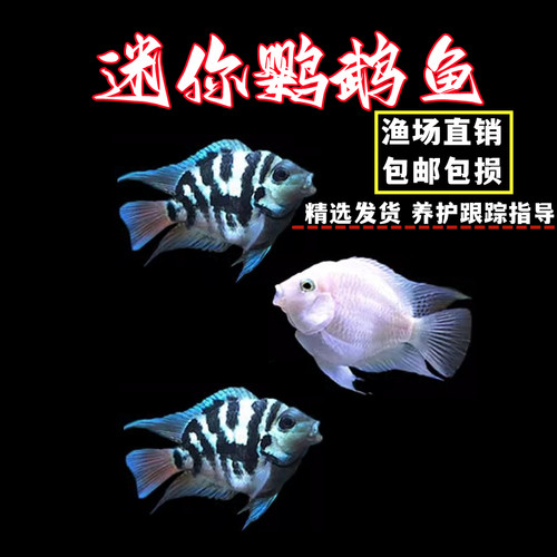 迷你鹦鹉鱼热带鱼淡水鱼活体包邮