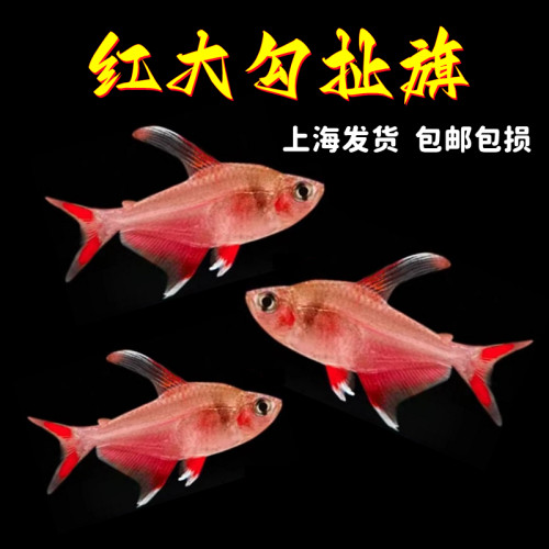 红大勾鱼扯旗鱼小型鱼热带鱼活体