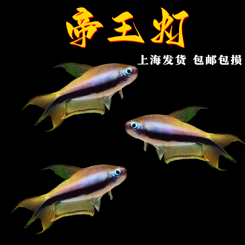 帝王灯鱼三叉尾小型热带鱼黄金红尾黑帝王灯草缸淡水蓝国王群游鱼