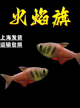 火焰旗灯鱼南美火焰裙脂鲤鱼小型鱼热带观赏鱼扯旗草缸群游活体鱼