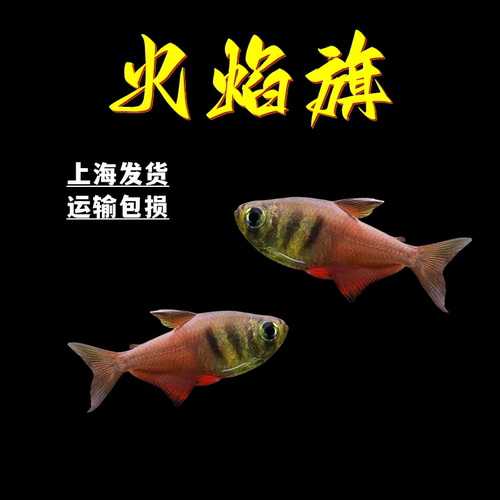 火焰旗鱼热带淡水鱼火焰鳍活体鱼