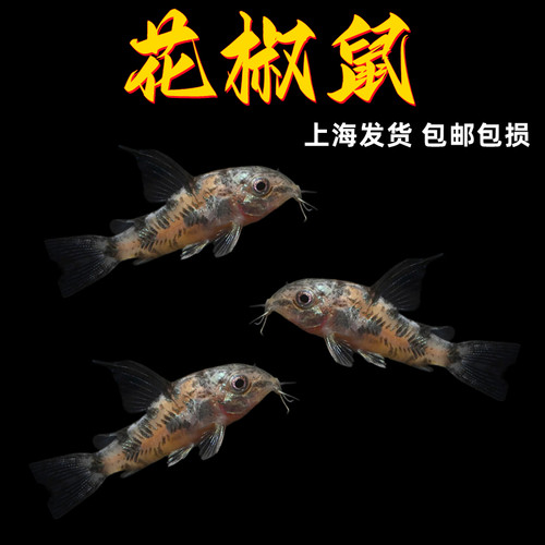 花椒鼠鱼花老鼠底栖除藻鱼清洁鱼