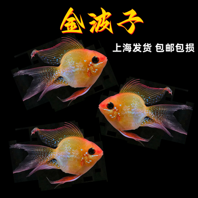 金波子鱼热带观鱼赏鱼淡水凤凰鱼
