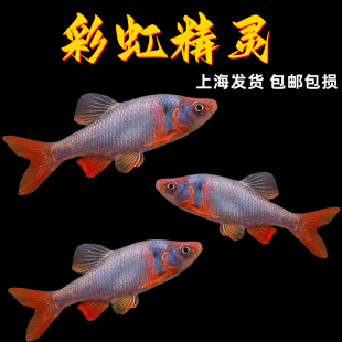 彩虹精灵鱼原生冷水鱼卢伦真小鲤北美原生耐寒群游宠物观赏鱼活体