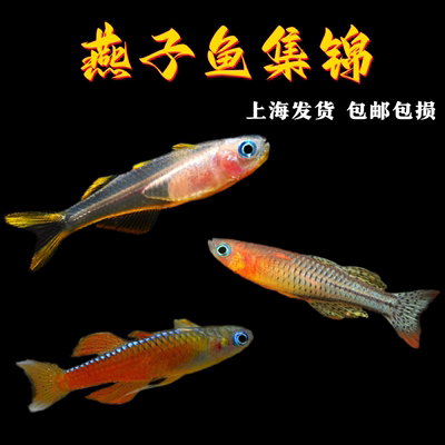 霓虹燕子鱼淡水鱼小型热带鱼活体
