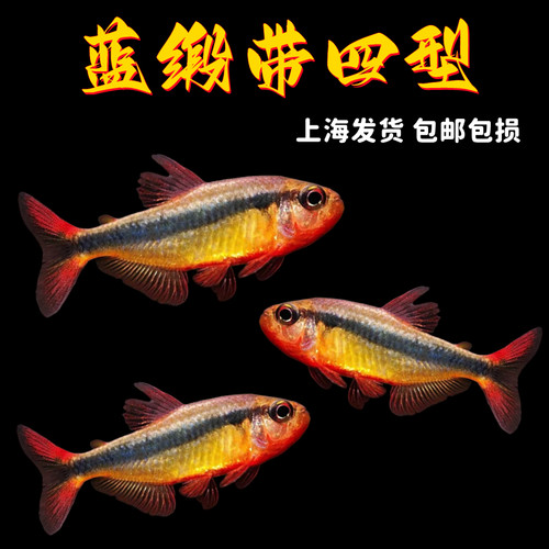 蓝缎带四型魔鬼灯鱼草缸群游活体