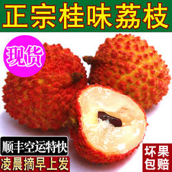 正宗桂味荔枝新鲜现摘增城现发顺丰次日达应季水果大广东茂名高州