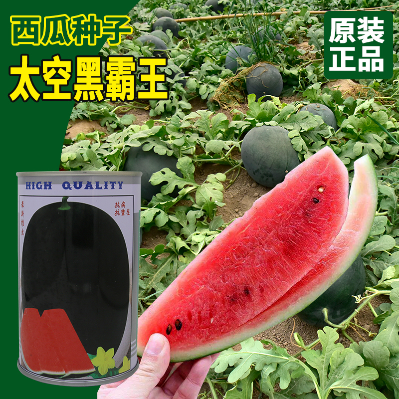科高太空黑霸王西瓜种子 大田菜地农户种植抗裂大瓜红瓤高糖西瓜