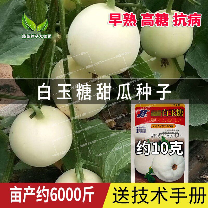 邢源种业白玉糖甜瓜种子大全四季薄皮白香瓜甜瓜种籽种子正品早熟