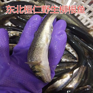 东北新鲜柳根鱼 淡水鱼 开江鱼 河鱼500克2斤包邮顺丰