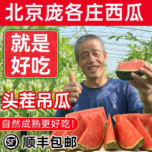 老崔哥现摘小西瓜脆甜头茬吊瓜