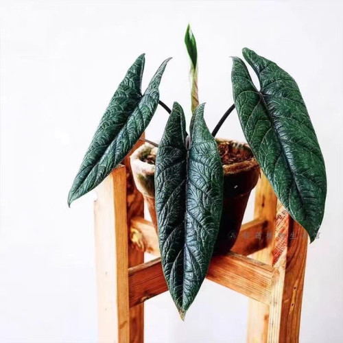 板盾海芋炼狱蝰蛇进口稀有墨绿热植物观叶盆Q栽趣味好养窗台书桌