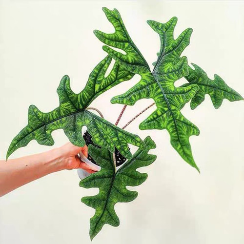 杰克琳海芋 杰克林进口热植室内桌面耐热观叶绿植物盆栽
