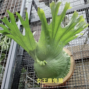 女王鹿角蕨新手可入好養(yǎng)室內(nèi)板植網(wǎng)紅銀葉何其二岐