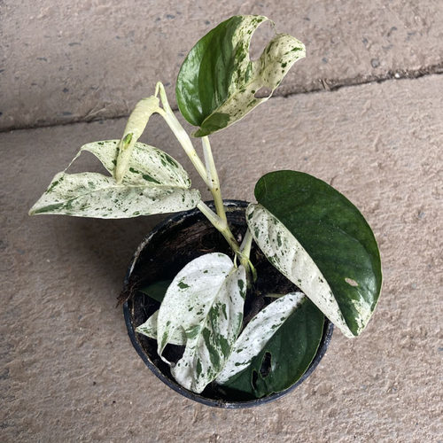 薄荷麒麟尾 植物观叶锦叶植物