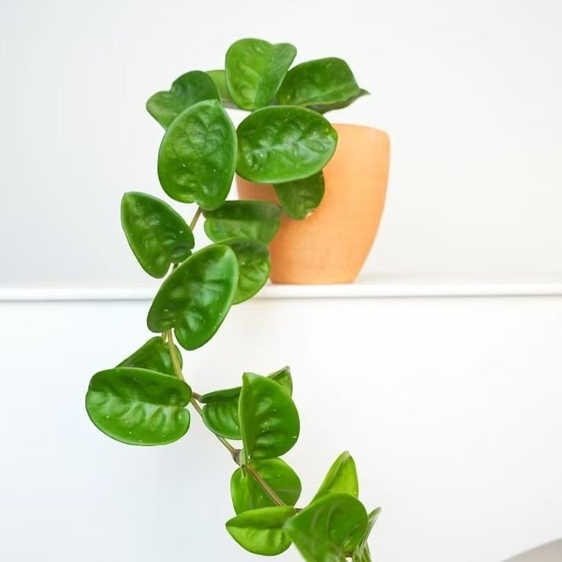 克林顿球兰多年生观叶球兰柜子垂吊植物盆栽好养绿植图片