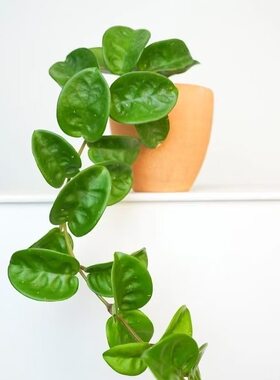 克林顿球兰多年生观叶球兰柜子垂吊植物盆栽好养绿植