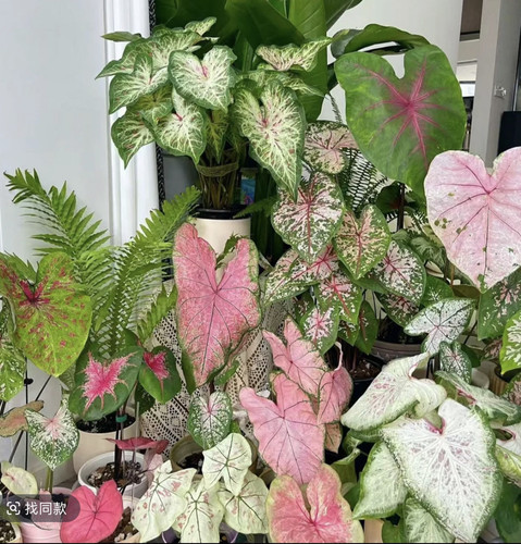 彩叶芋合集 室内喜阳植物不要暴晒