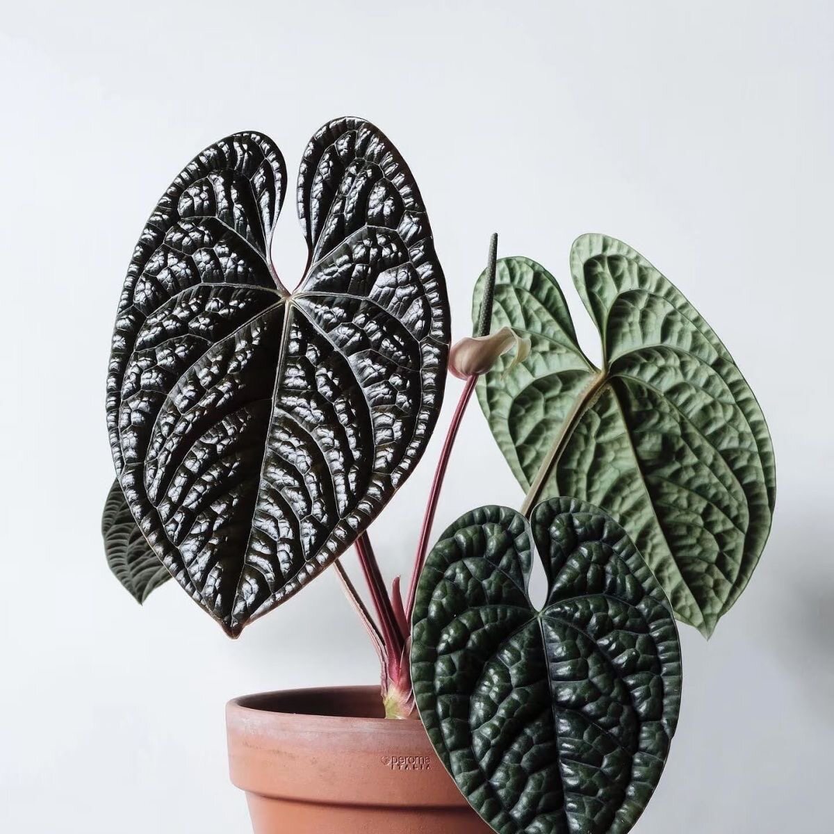奢华花烛 进口ins潮流绿植黑色肌理感天南星科原种热植室内盆栽