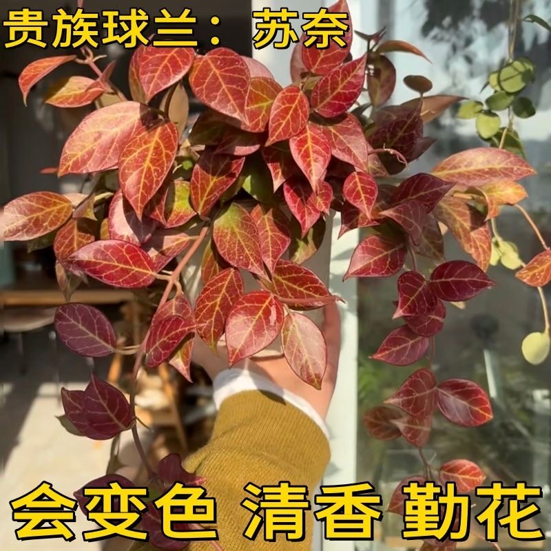 苏奈球兰勤花绿植垂吊好养趣味观叶观花阳台桌面室内植