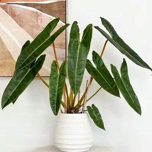 橙柄蔓绿绒橙柄蔓绿绒绿植