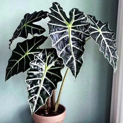 大仙女小仙女海芋竹芋室内盆栽桌面黑叶观音莲非洲面具绿植物网红