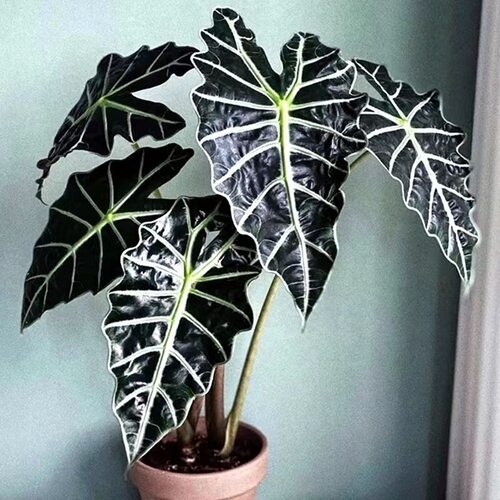 大仙女小仙女海芋竹芋室内盆栽桌面黑叶观音莲非洲面具绿植物网红 - 封面