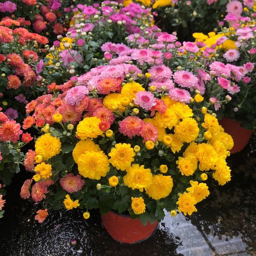 阳台庭院植物开花千头菊包邮