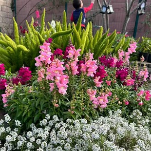 升级版金鱼草花多年生耐寒耐阴室内室外庭院花盆栽易种植阳台