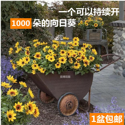 光辉岁月盆栽阳台花园室外植物多年生宿根向日葵花期长易养易爆盆