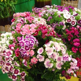霹雳石竹盆栽苗绣球石竹室内阳台庭院多年生四季开花卉带花苞发货