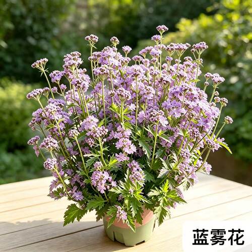 蓝雾花盆栽苗藿香蓟室内阳台庭院花镜耐寒耐热蜜源草本开花卉绿植